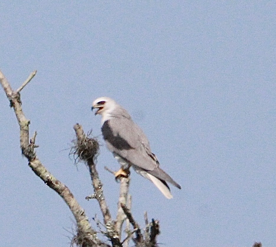 White-tailed Kite - ML324236761