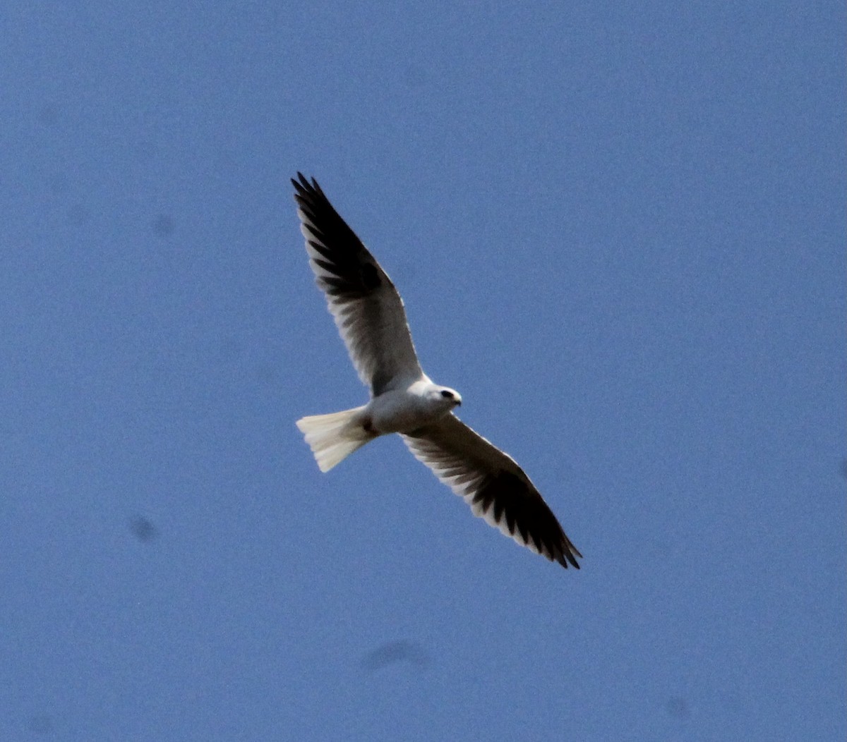 White-tailed Kite - ML324236781