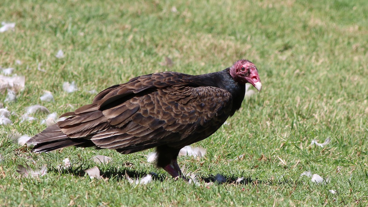 Turkey Vulture - ML324240331