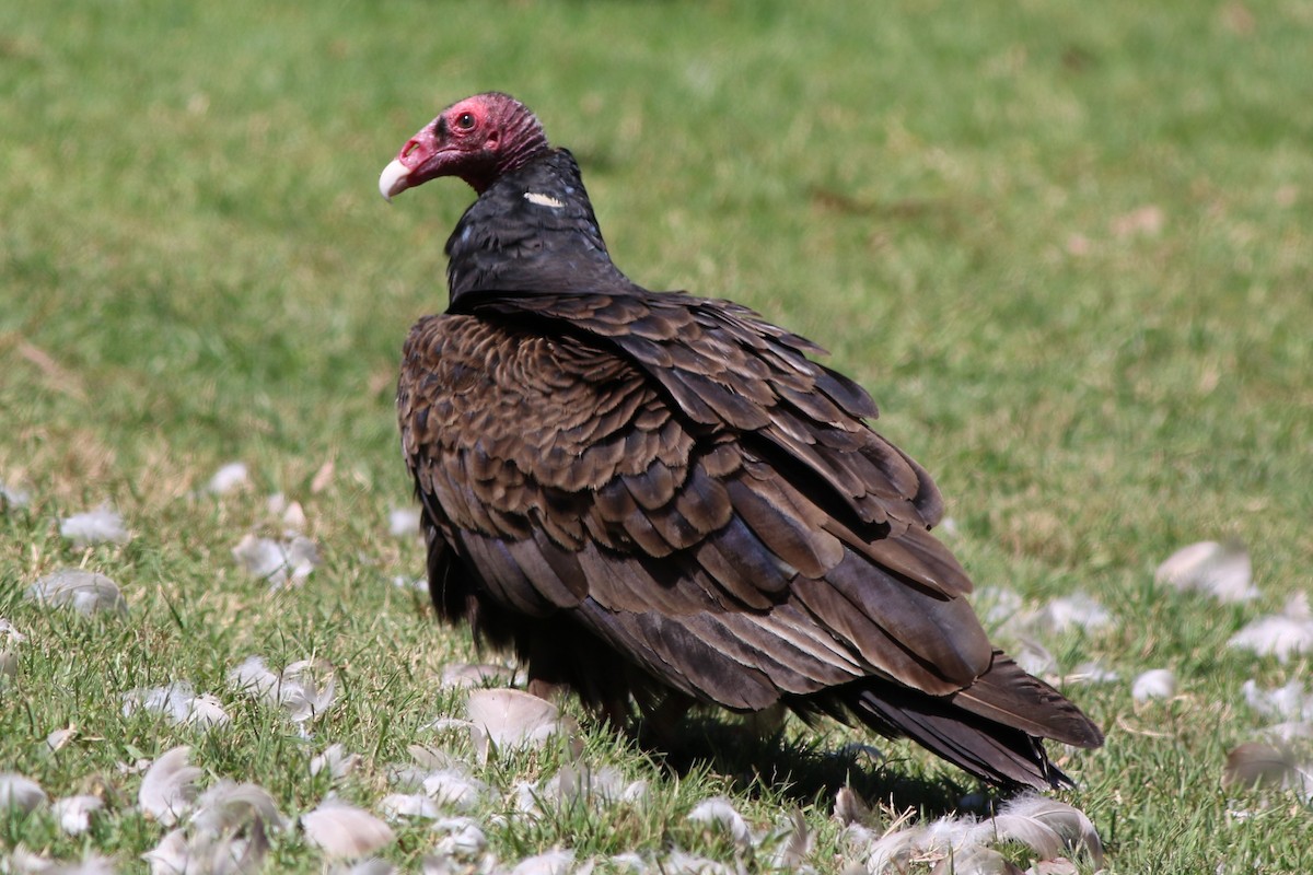 Turkey Vulture - ML324240591