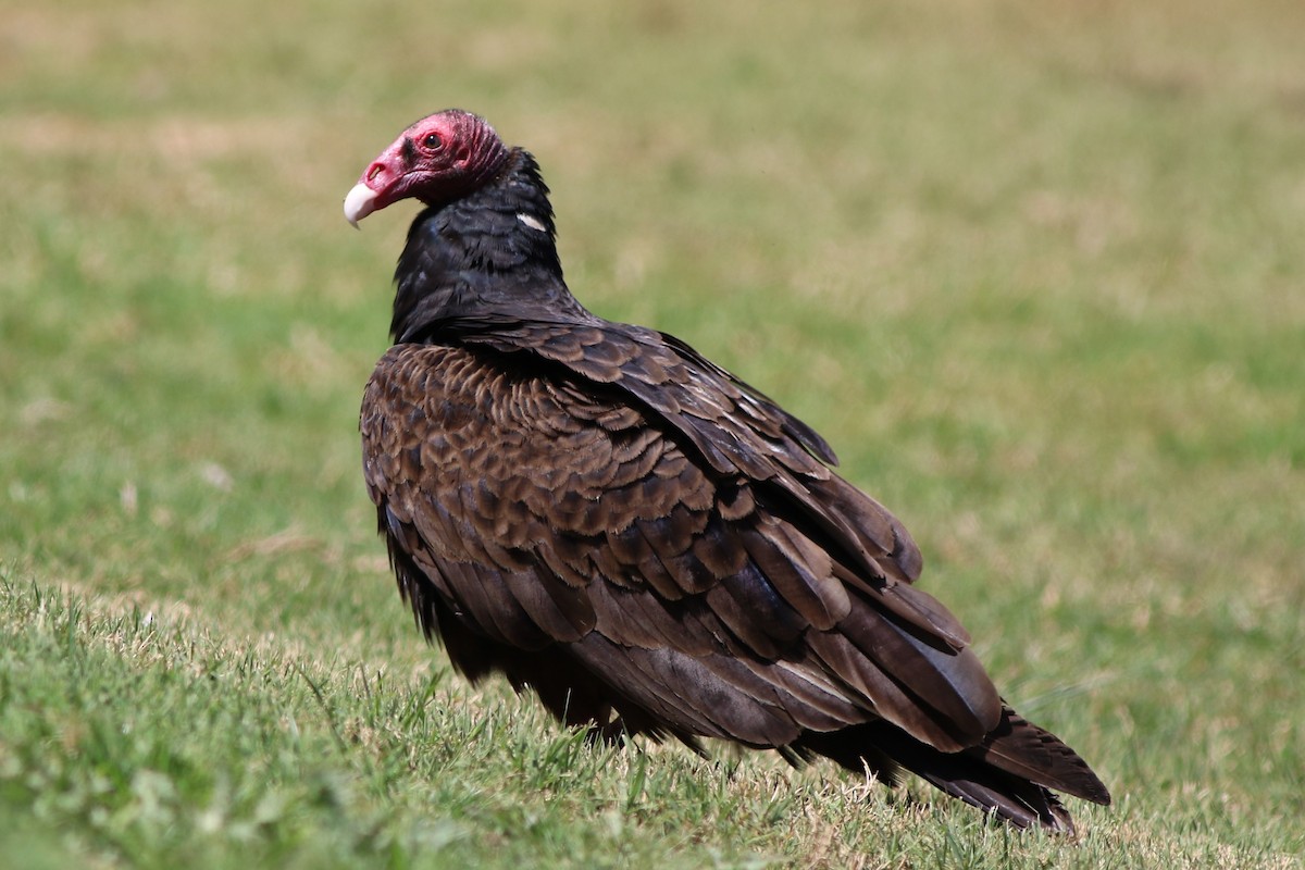 Turkey Vulture - Robert McNab