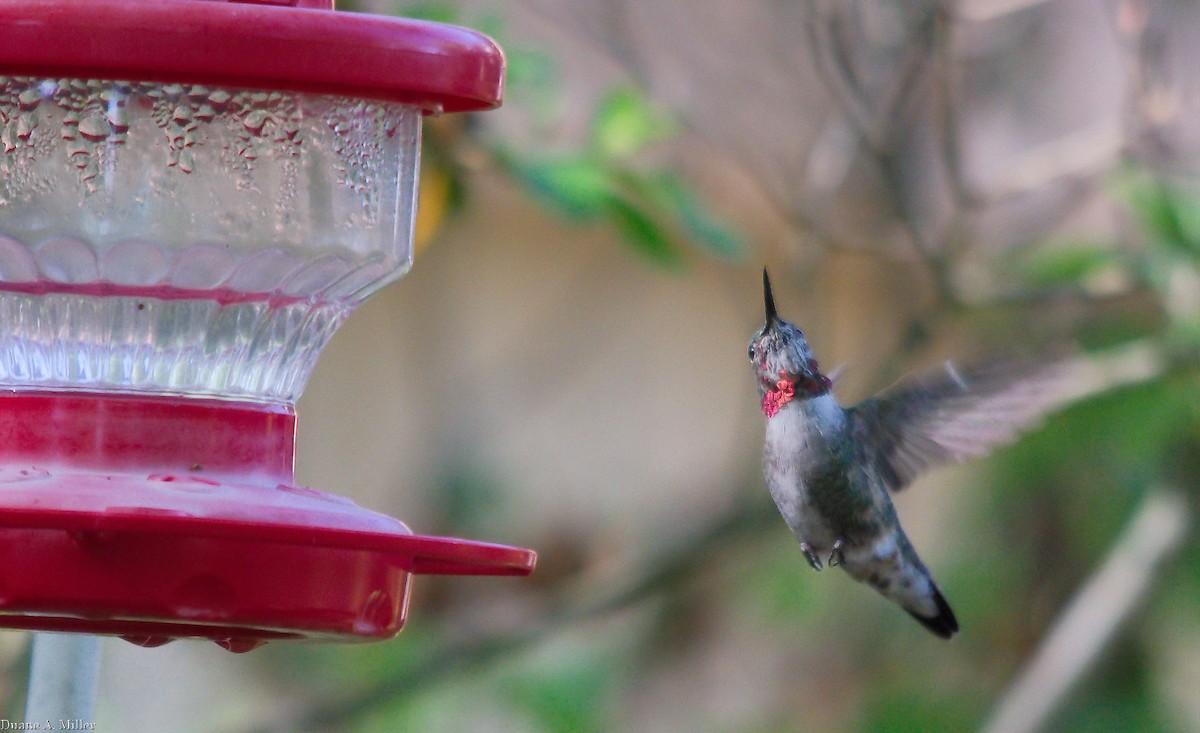 Broad-tailed Hummingbird - ML324247601