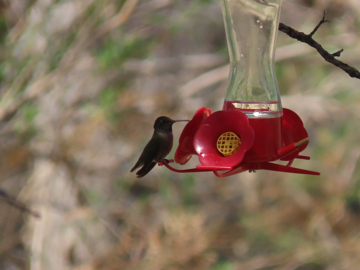 Anna's Hummingbird - ML324250321