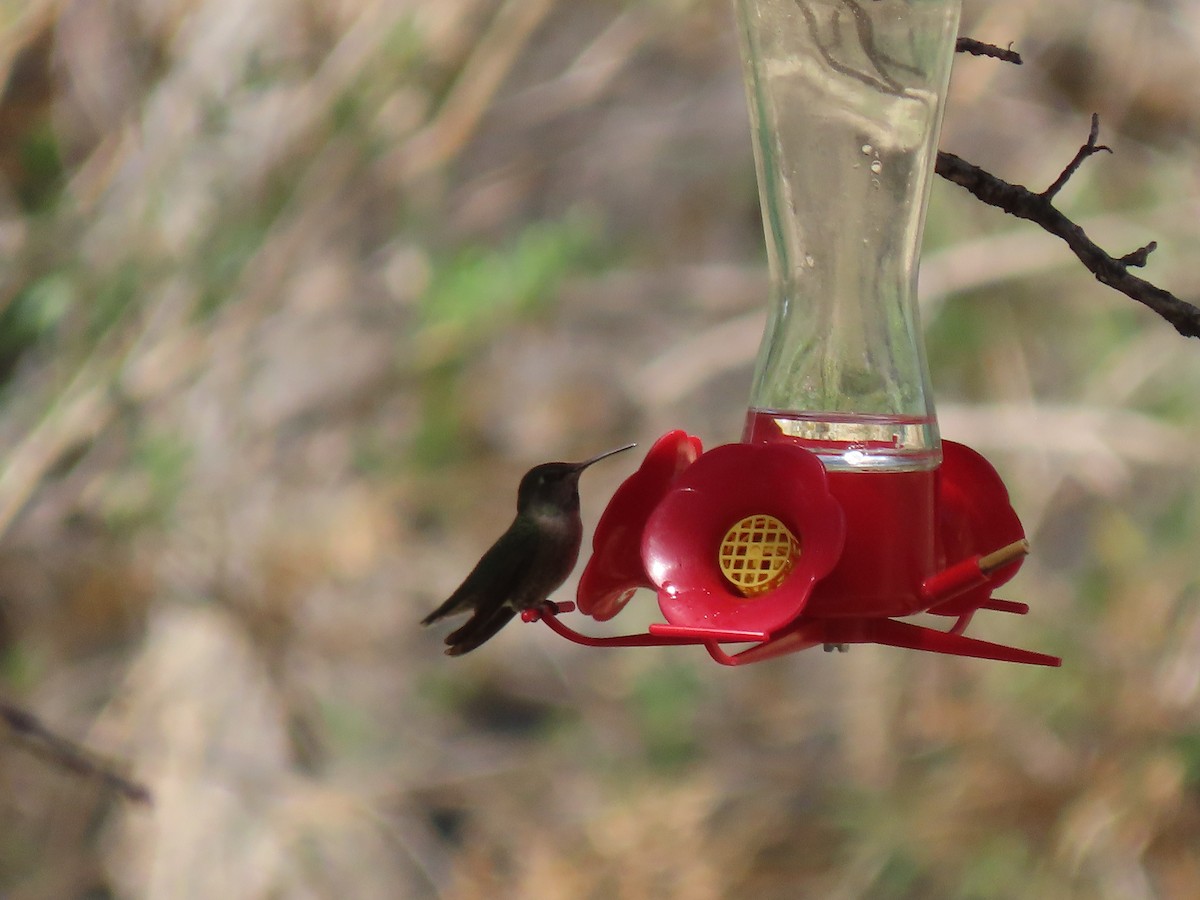 Anna's Hummingbird - ML324250331