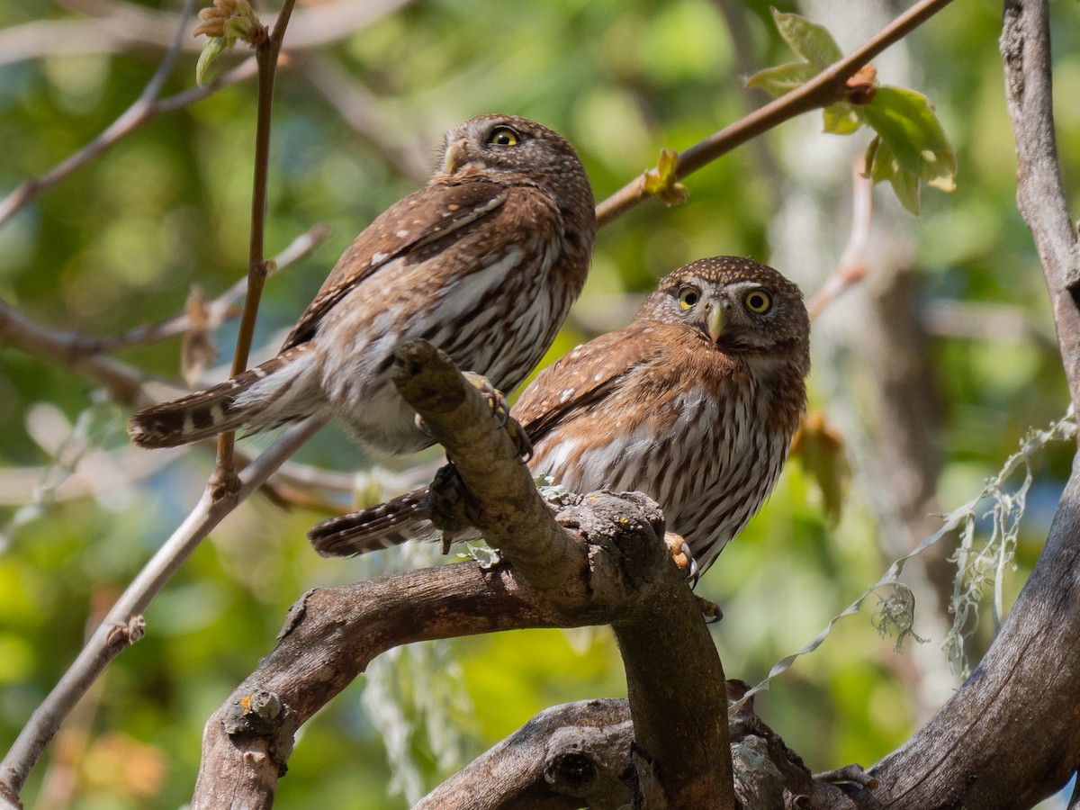 Northern Pygmy-Owl - Will Knowlton
