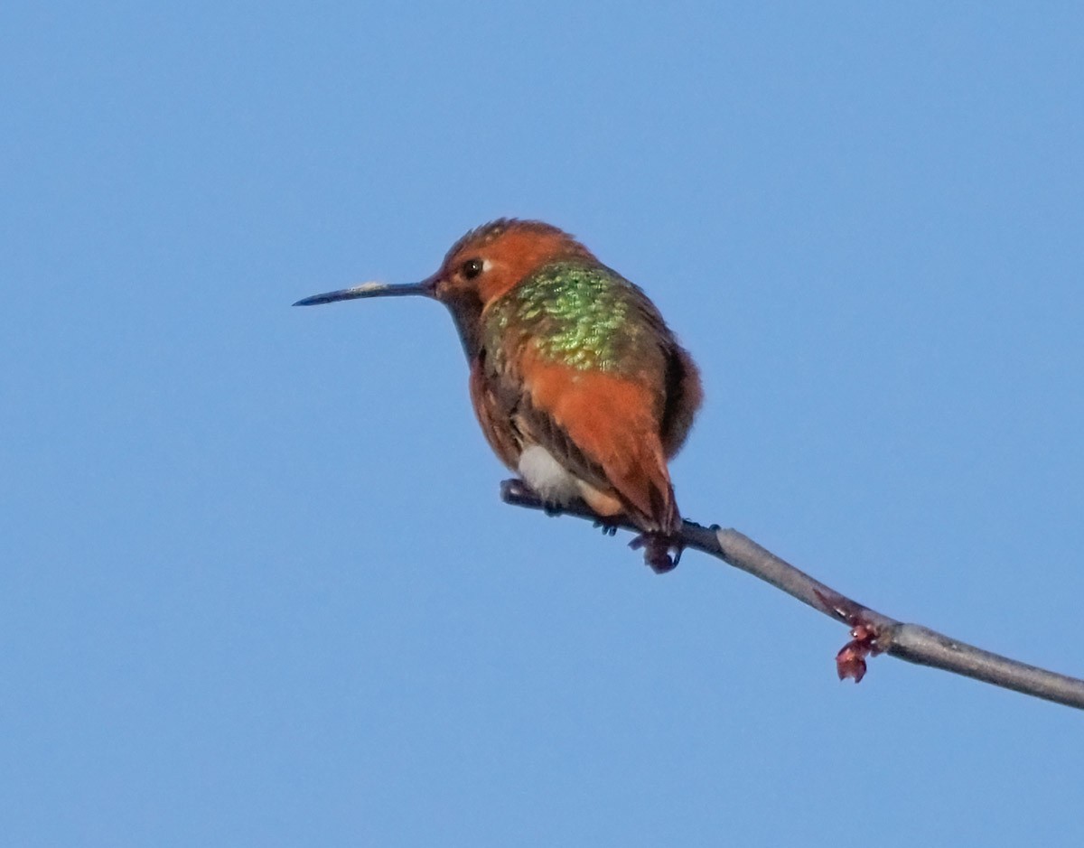 Allen's Hummingbird - ML324259781