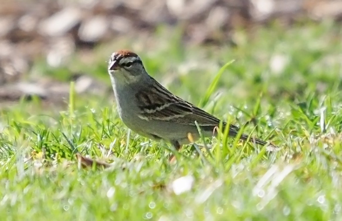 Chipping Sparrow - ML324260541