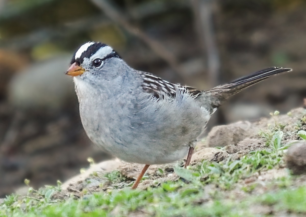 White-crowned Sparrow - ML324260821