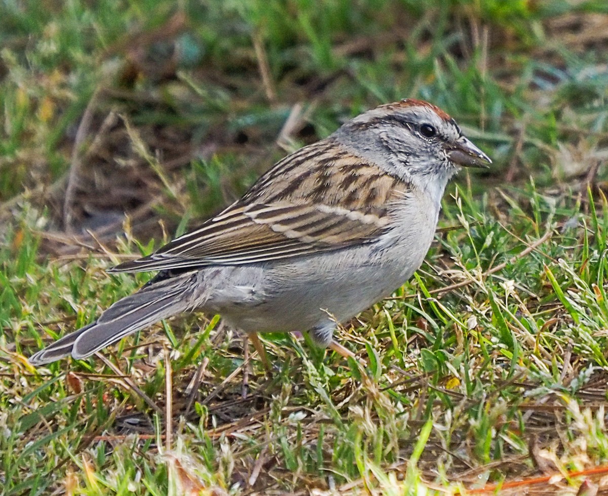 Chipping Sparrow - ML324260921