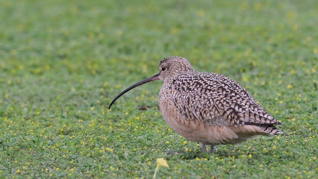 Long-billed Curlew - ML324262691
