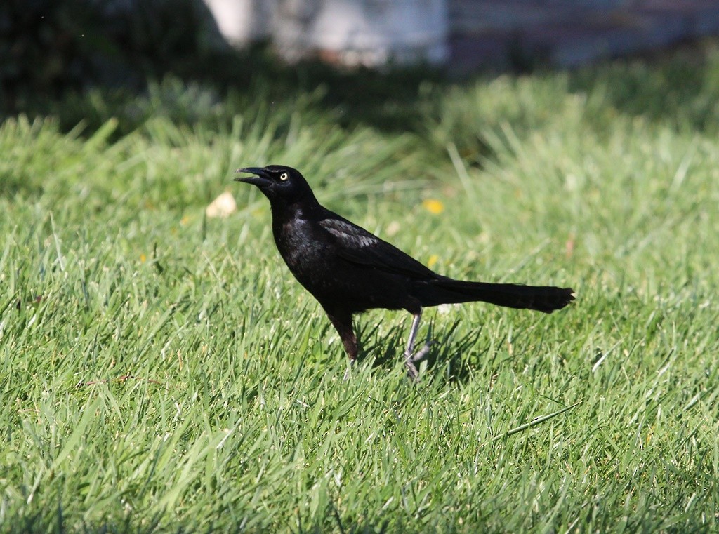 Great-tailed Grackle - ML324280521