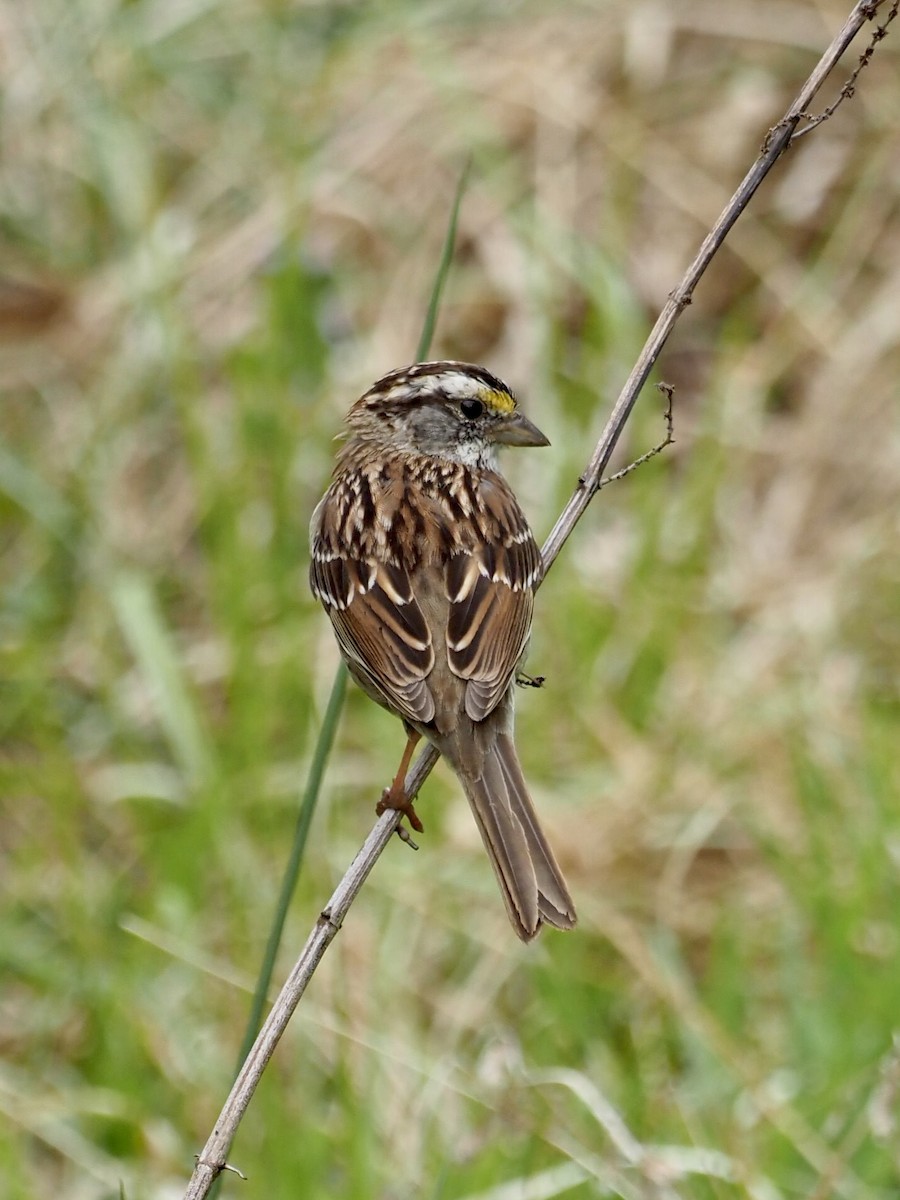 White-throated Sparrow - ML324284681