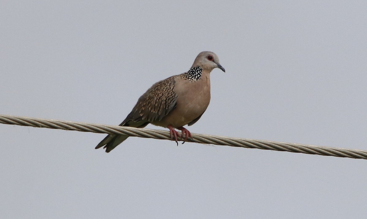 Spotted Dove - ML324285791
