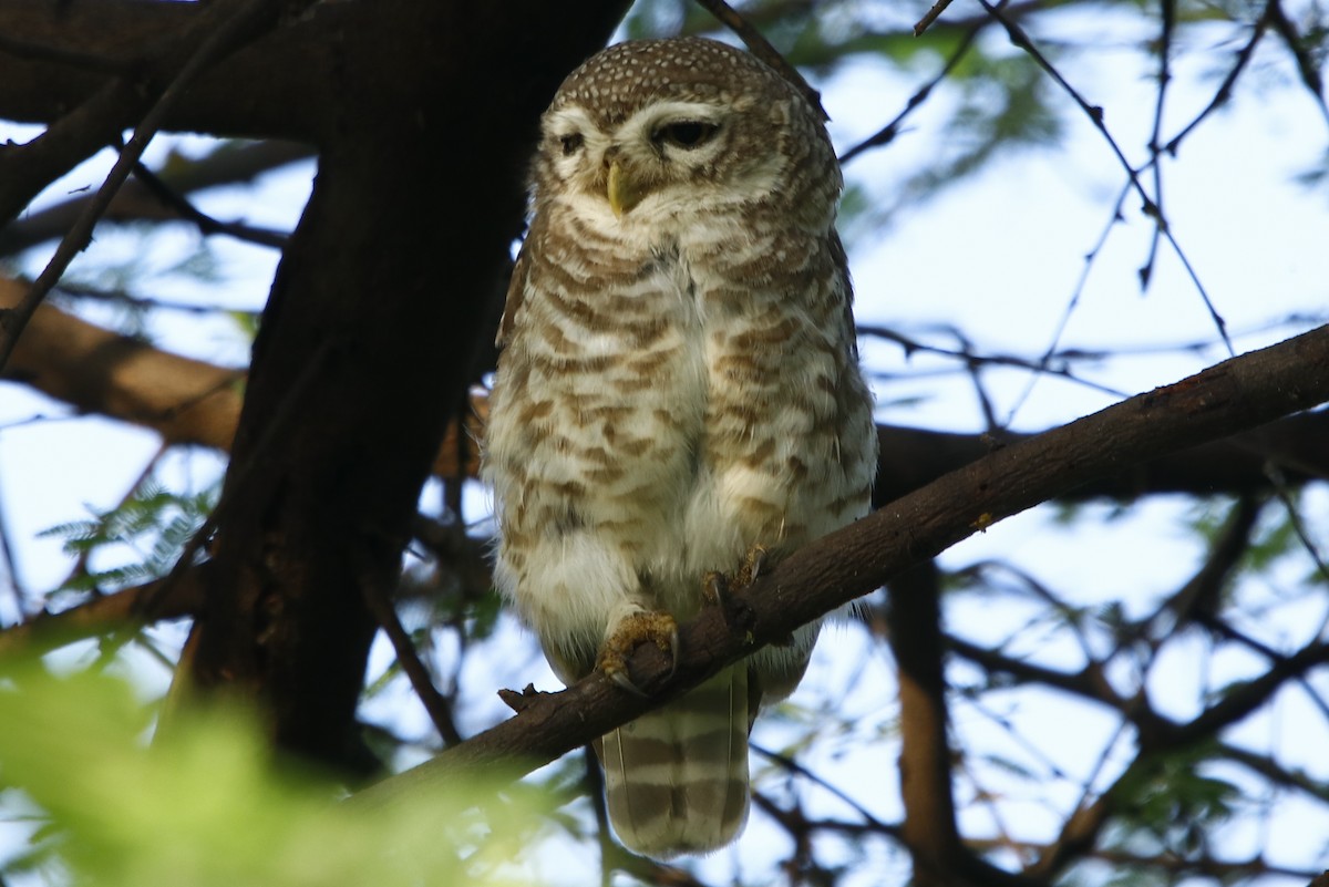 Spotted Owlet - ML324288611