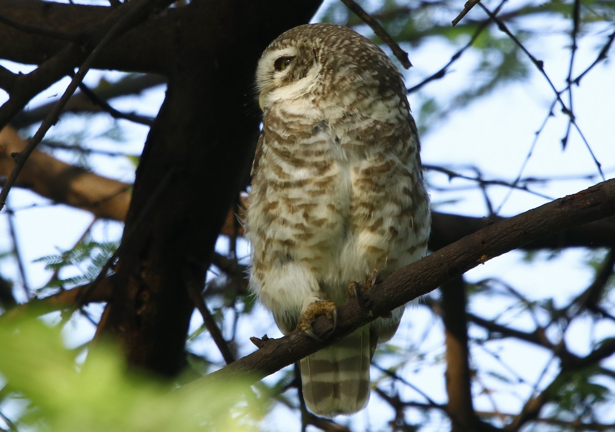 Spotted Owlet - ML324288621