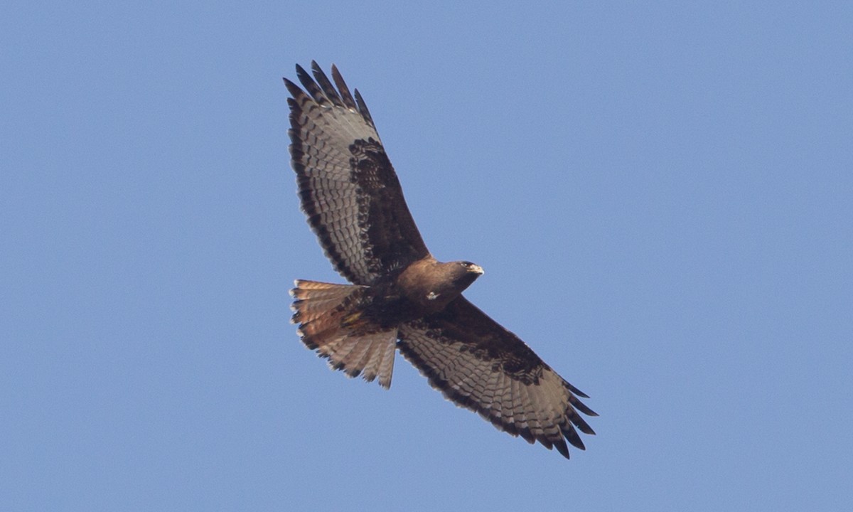 Red-tailed Hawk (calurus/alascensis) - ML324296301