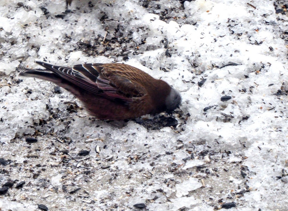 Gray-crowned Rosy-Finch - ML324311691