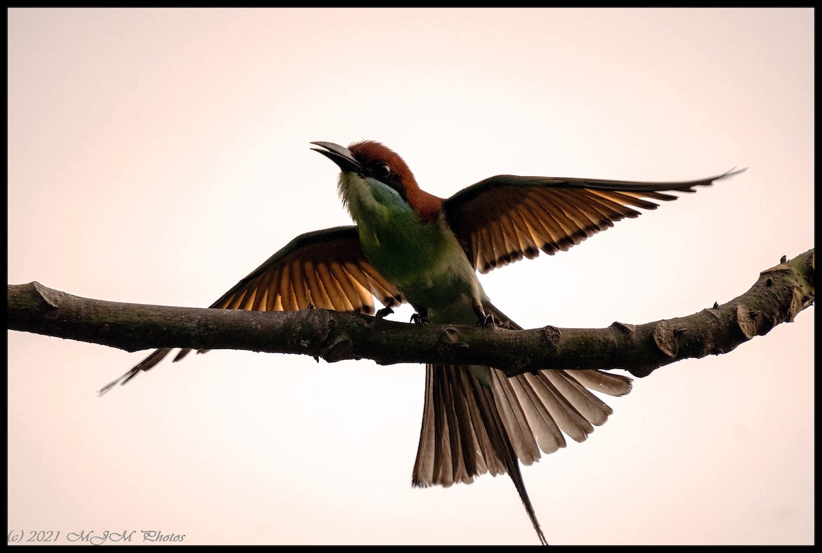 Rufous-crowned Bee-eater - Mike McGrory
