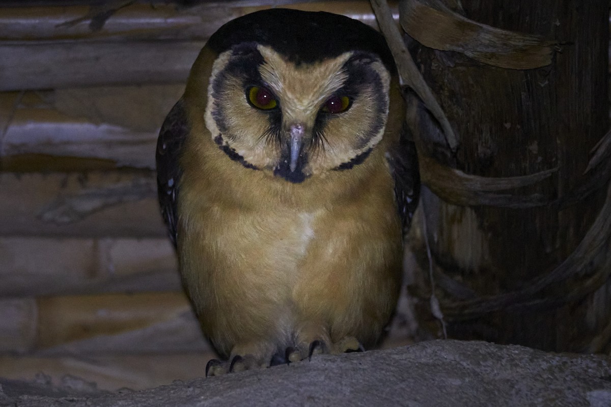 Buff-fronted Owl - ML324320621
