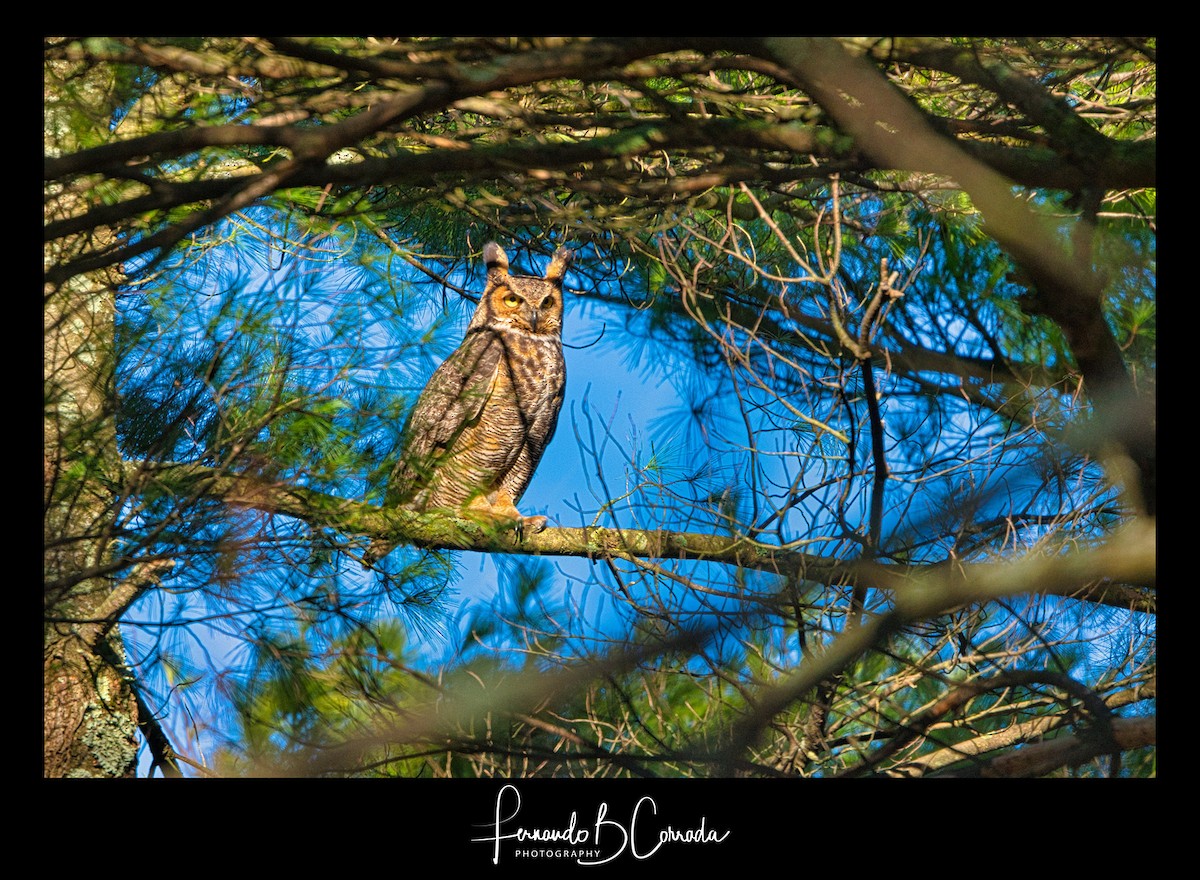 Great Horned Owl - Fernando Corrada