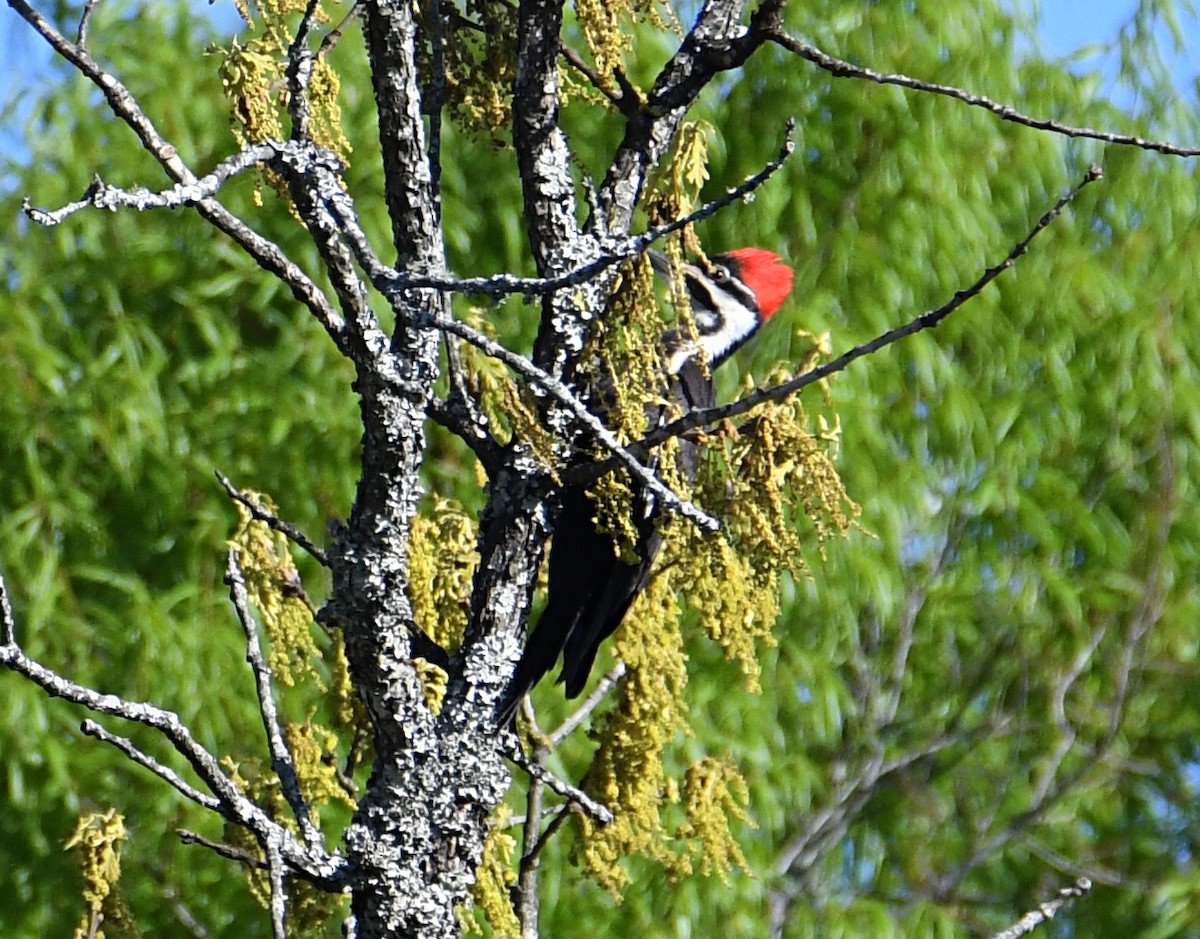 Pileated Woodpecker - ML324327521