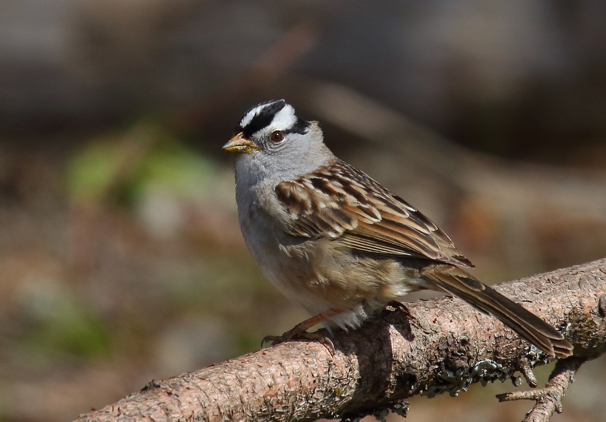 White-crowned Sparrow (pugetensis) - ML324332621