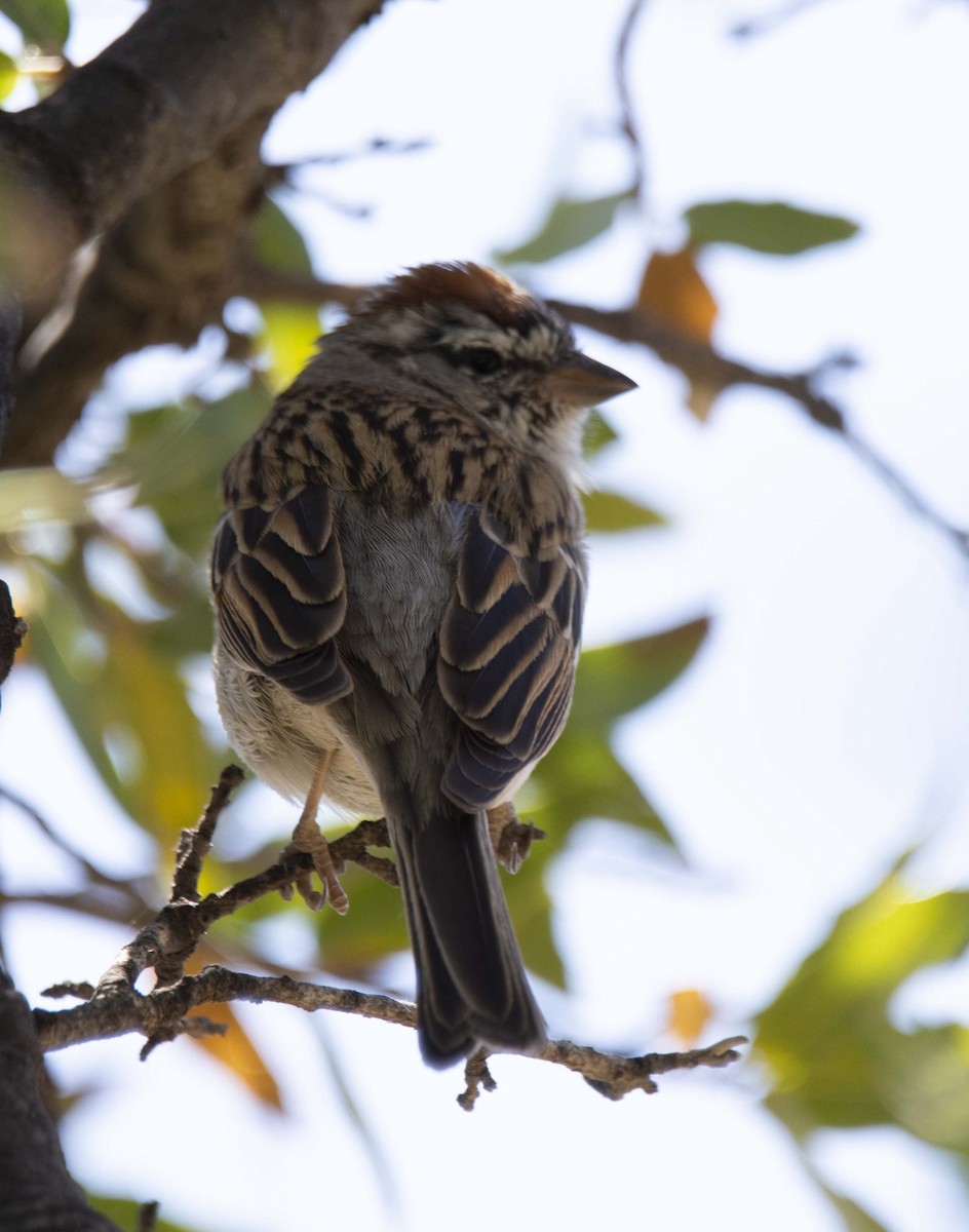 Chipping Sparrow - ML324335041