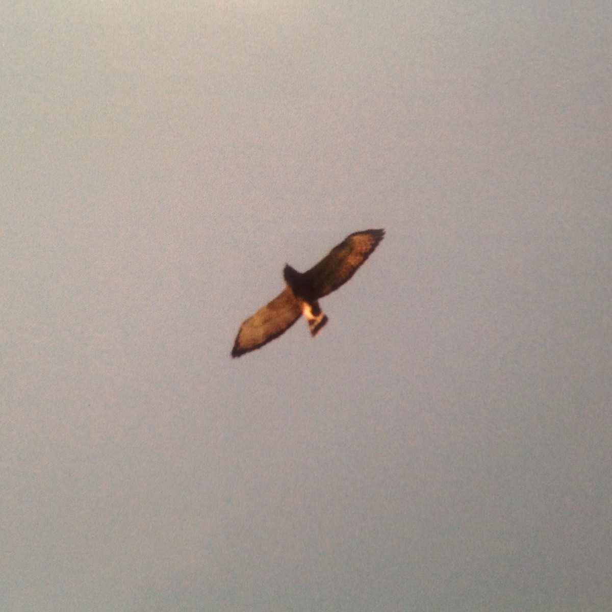 Broad-winged Hawk - ML32433761