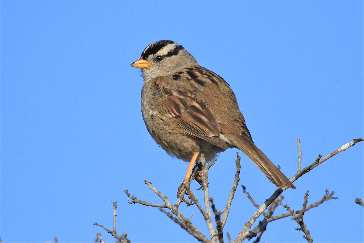 White-crowned Sparrow - ML324337851
