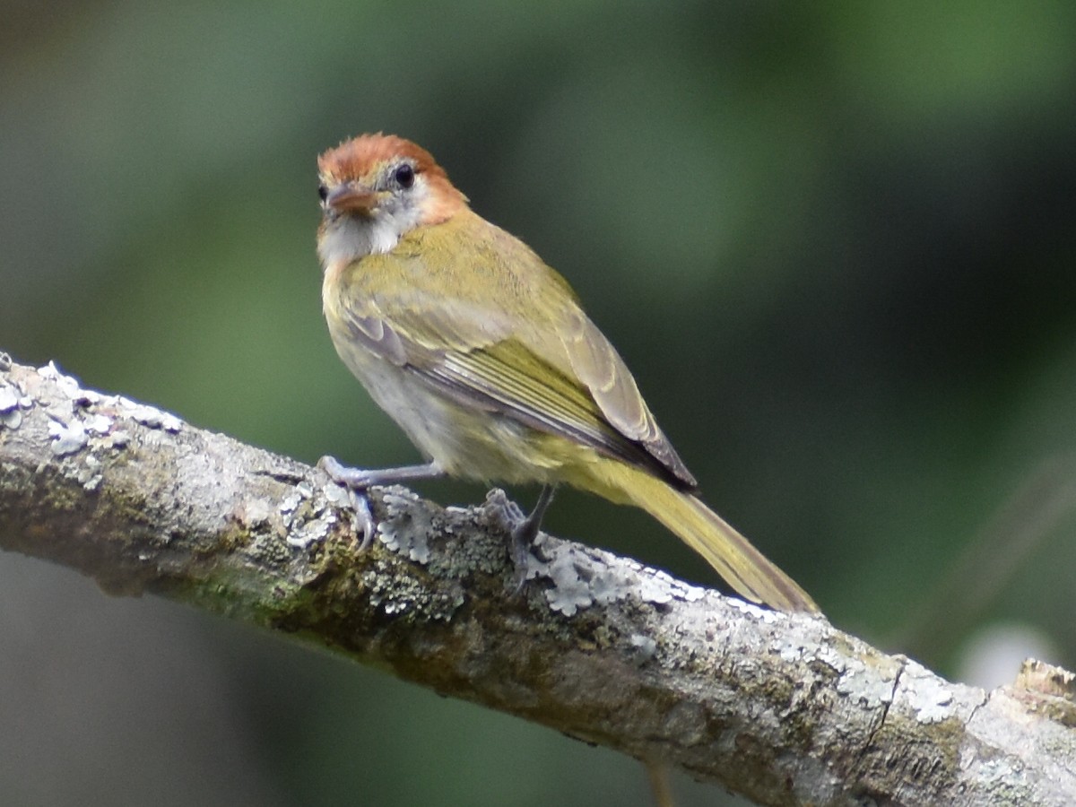 Rufous-naped Greenlet - Andres Martinez D