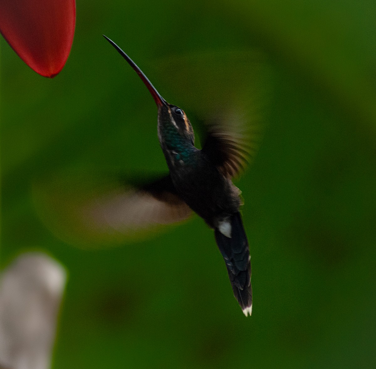 White-whiskered Hermit - Pablo Andrade