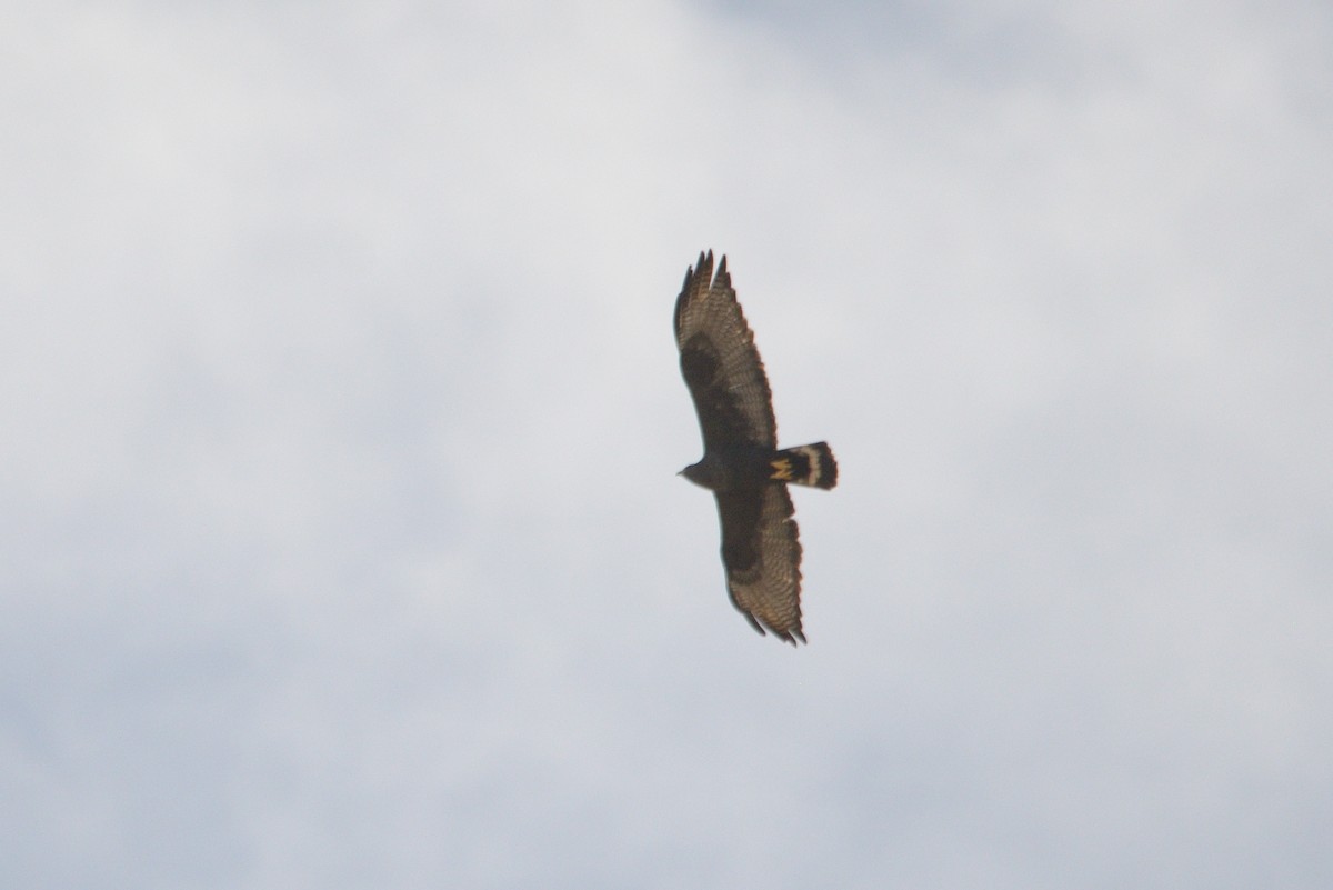 Zone-tailed Hawk - ML324345151
