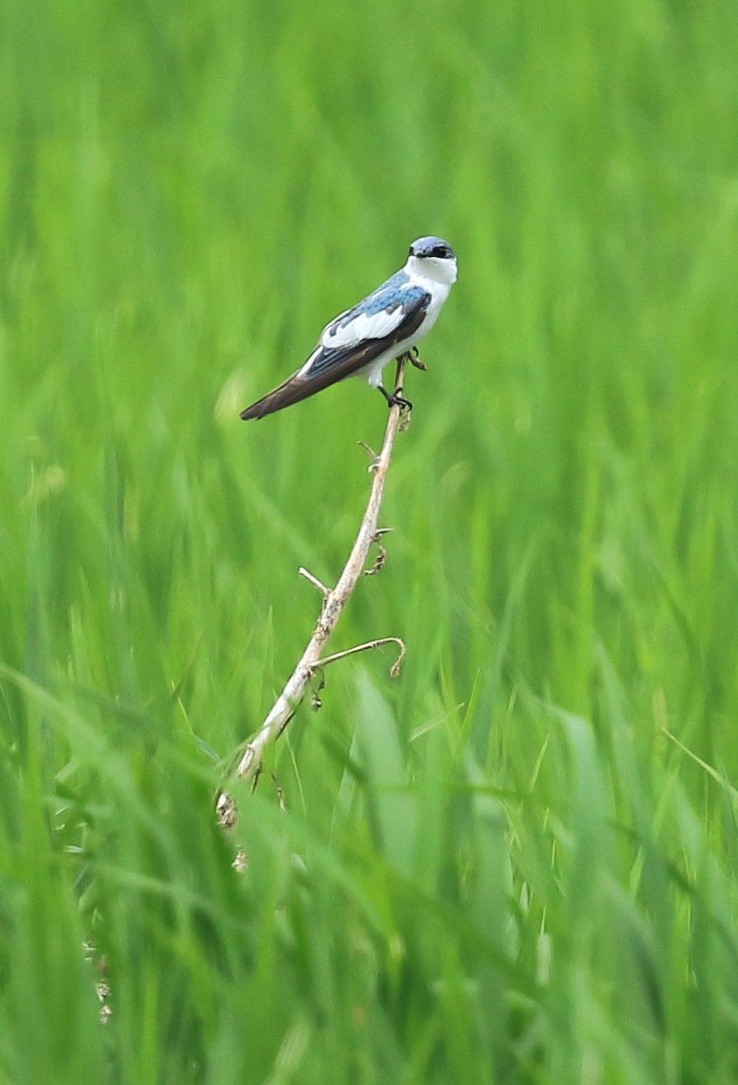 White-winged Swallow - ML324348081