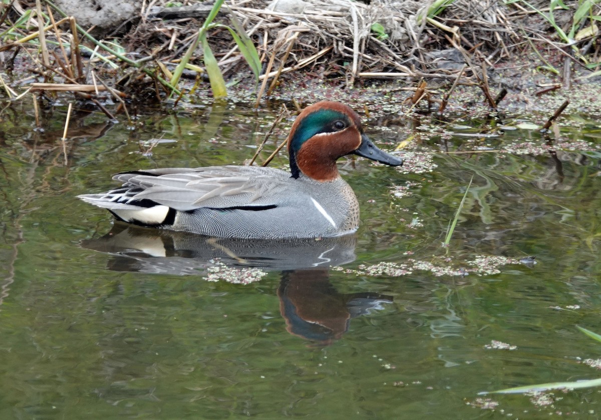 Green-winged Teal - ML324359491