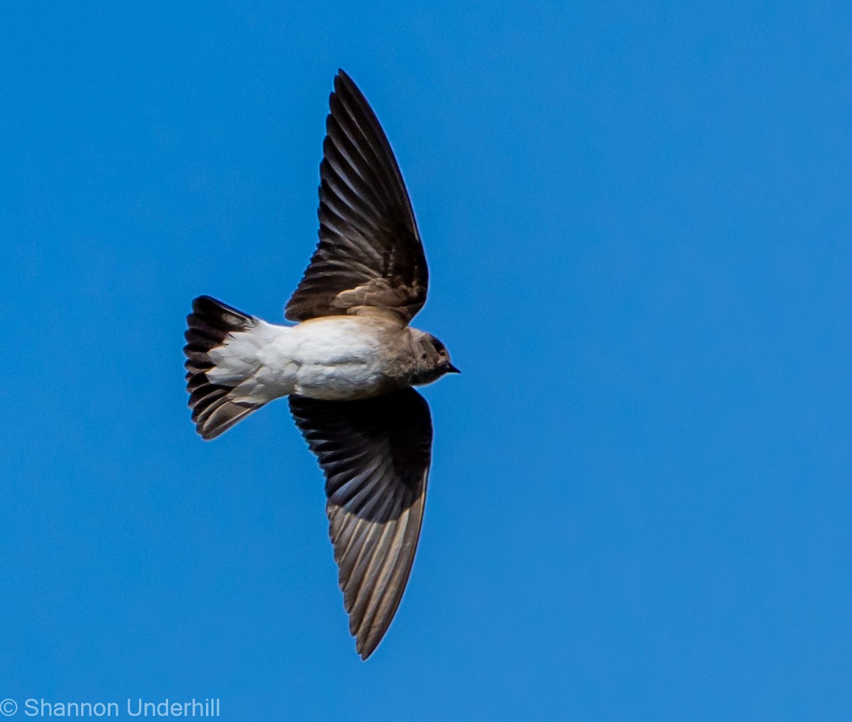 Northern Rough-winged Swallow - ML324361631