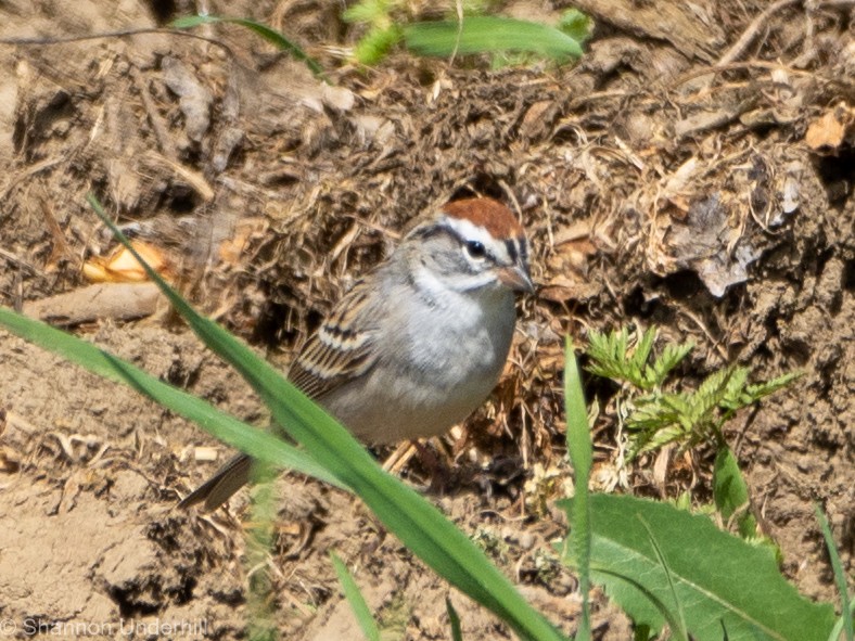 Chipping Sparrow - ML324361861