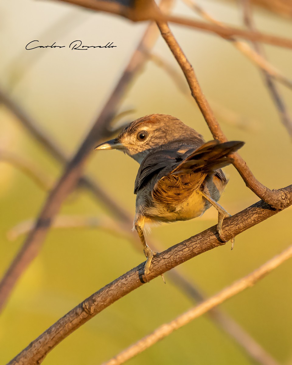 Little Thornbird - Carlos Rossello