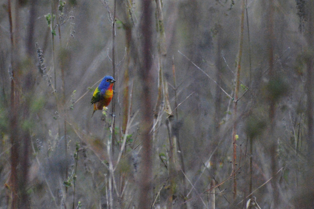 Painted Bunting - ML324365991