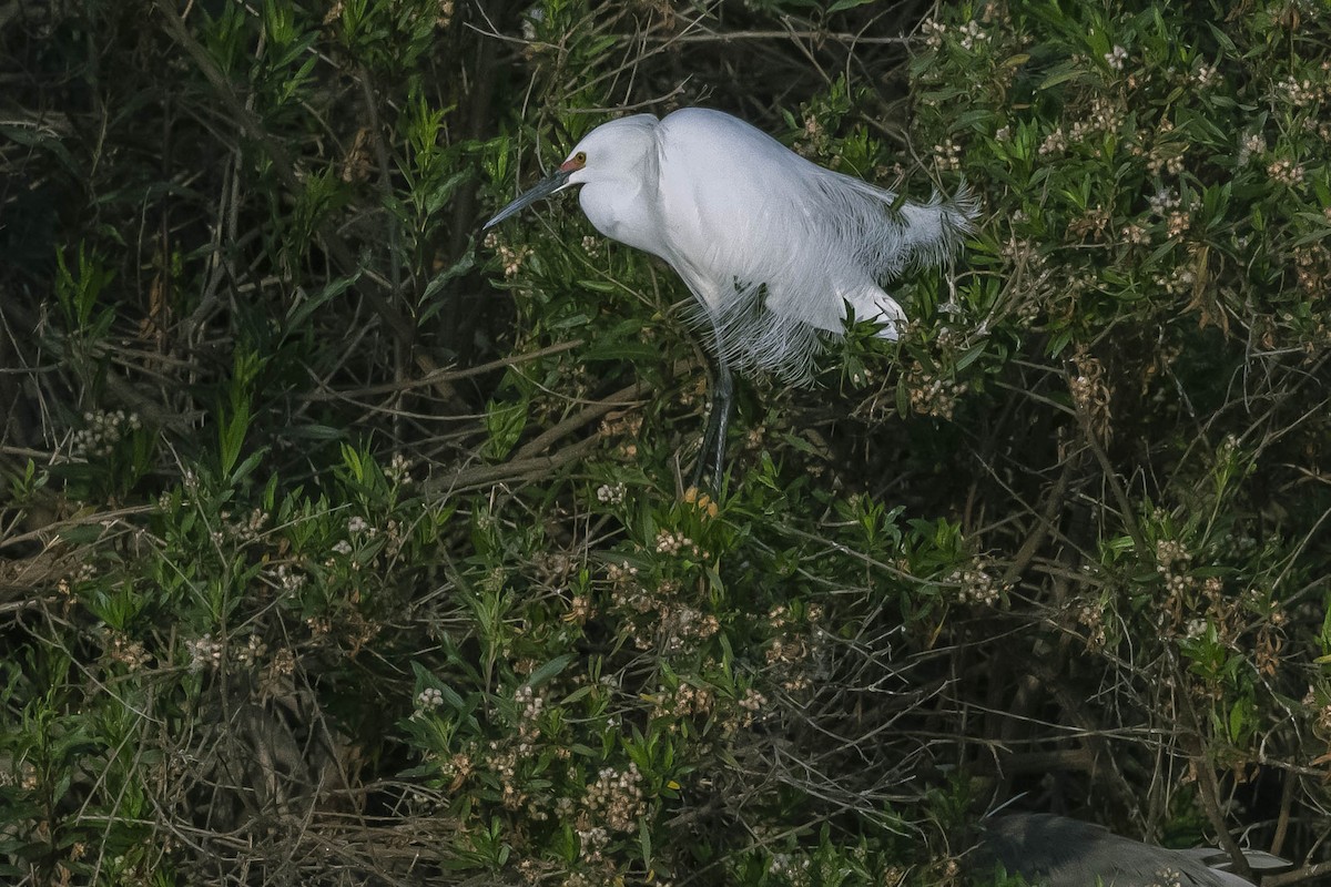 Snowy Egret - ML324368311