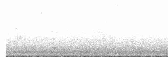 Белогорлая зонотрихия - ML324368321