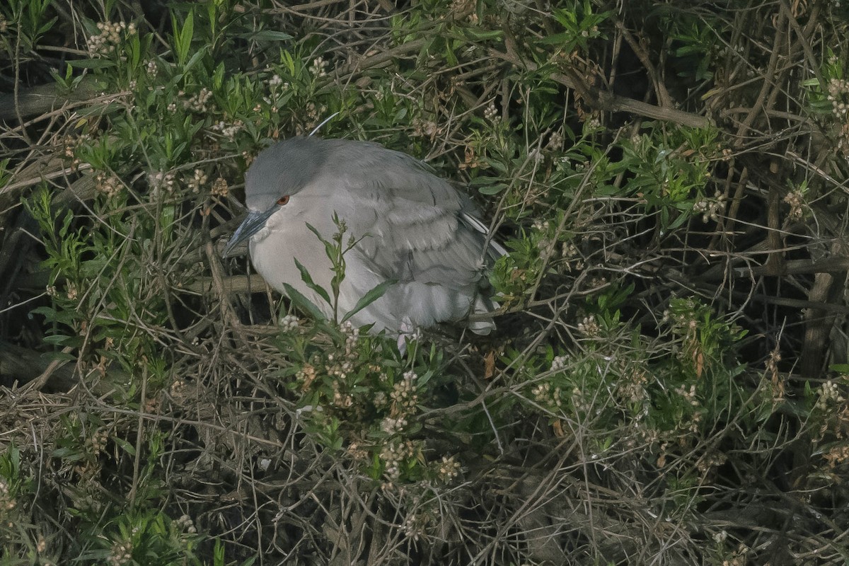 Black-crowned Night Heron - James McNamara