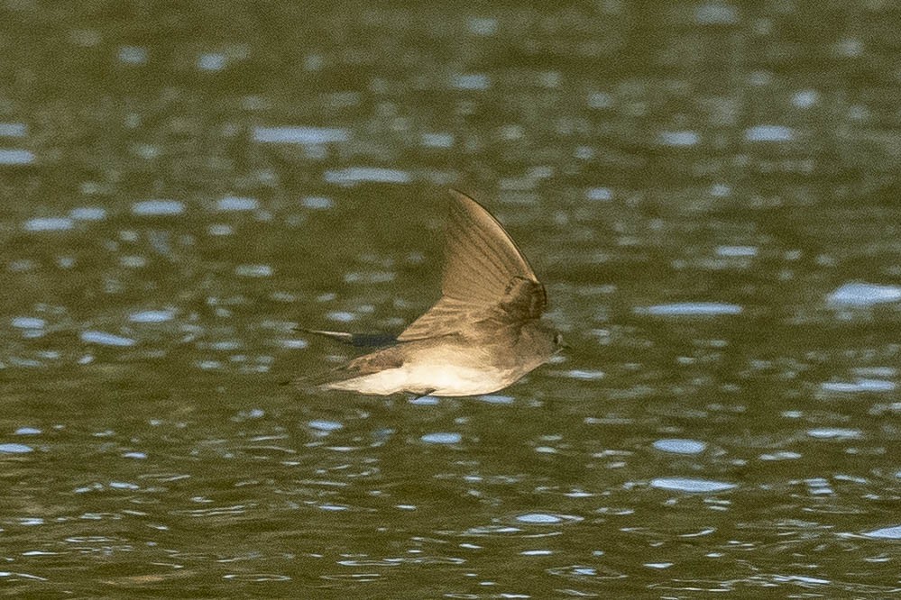 Northern Rough-winged Swallow - ML324368921