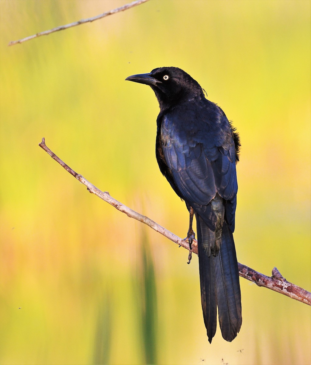 Great-tailed Grackle - ML324369601