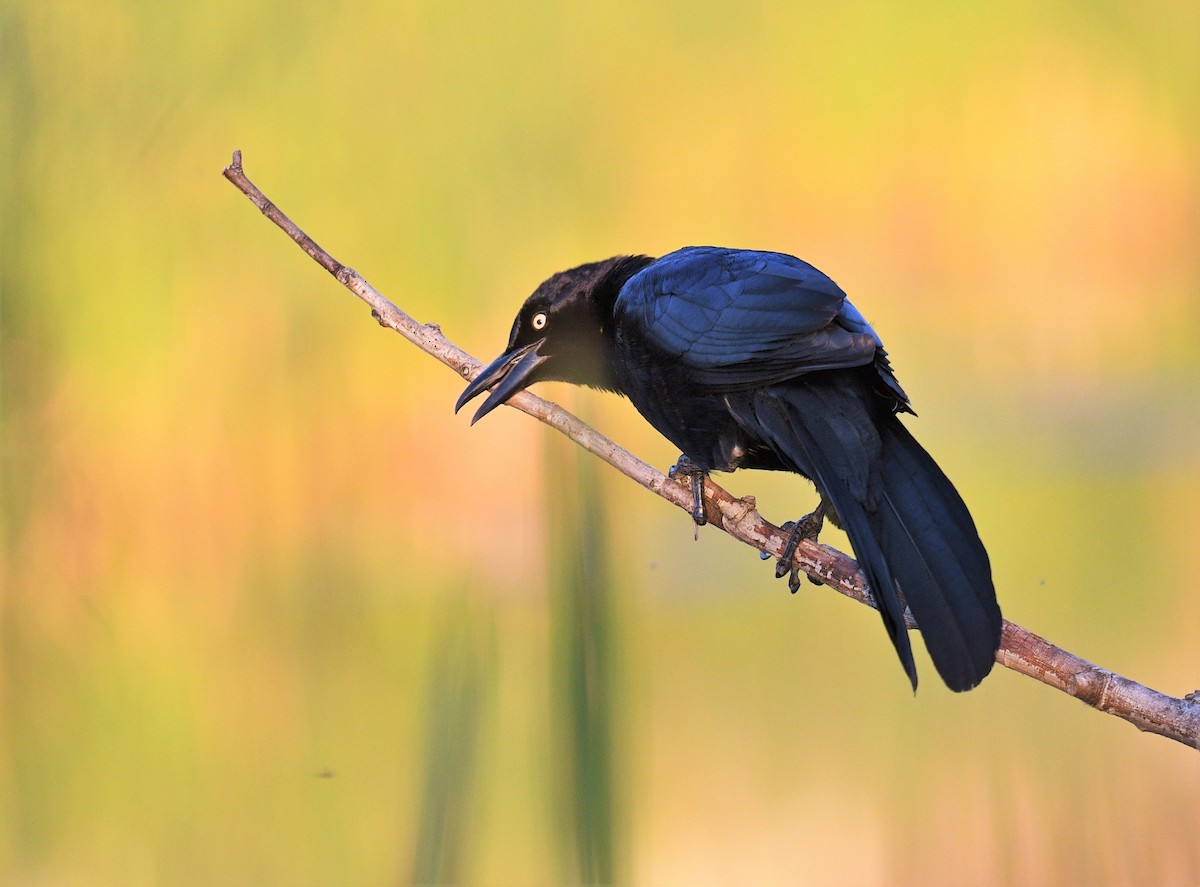 Great-tailed Grackle - ML324369611