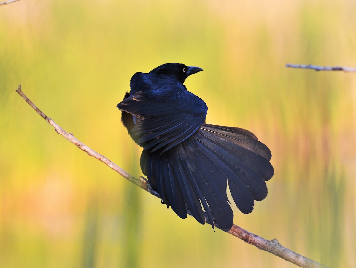 Great-tailed Grackle - ML324369651