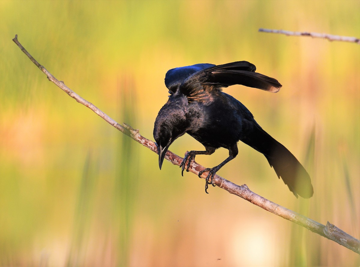 Great-tailed Grackle - ML324369671