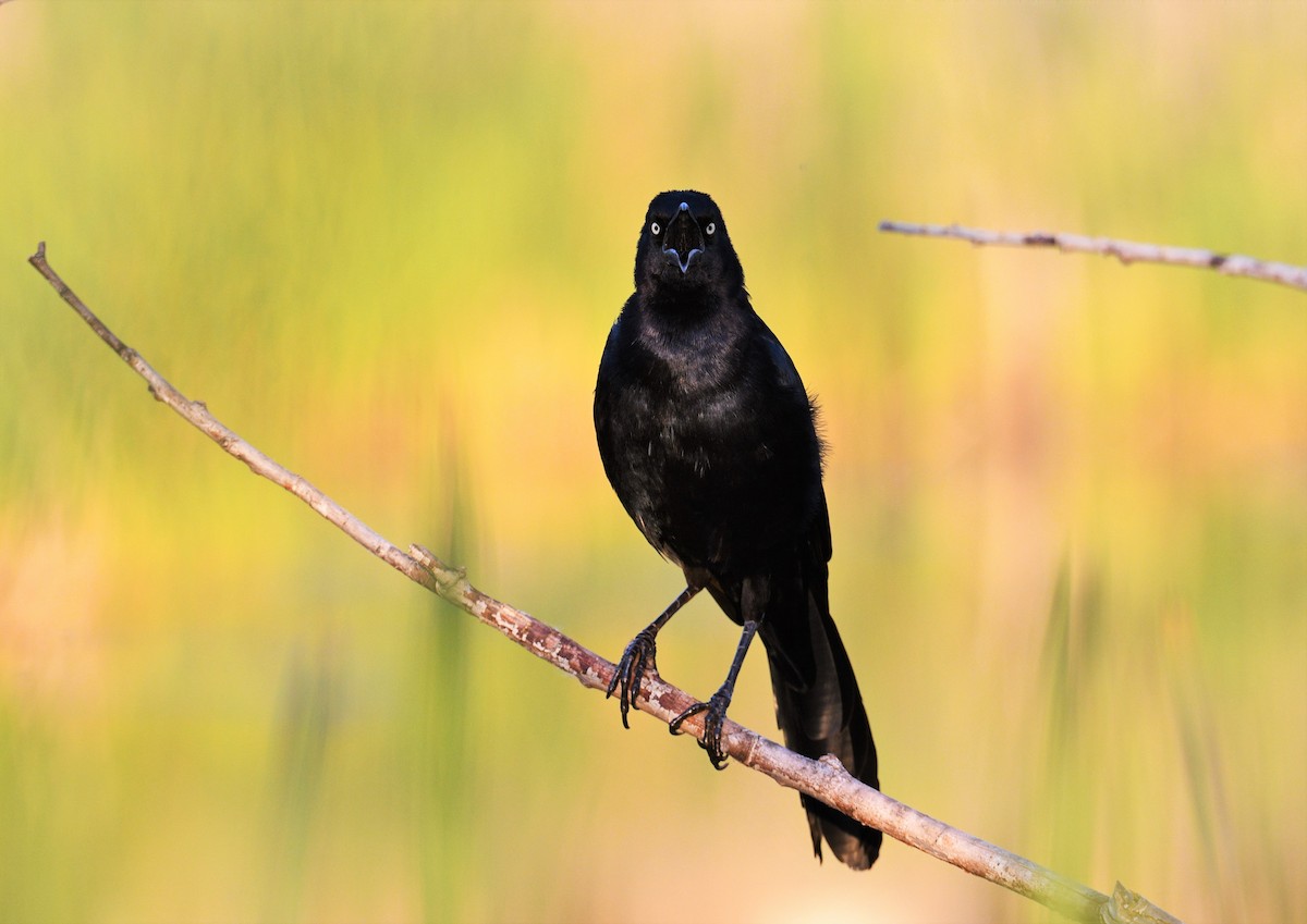 Great-tailed Grackle - ML324369691