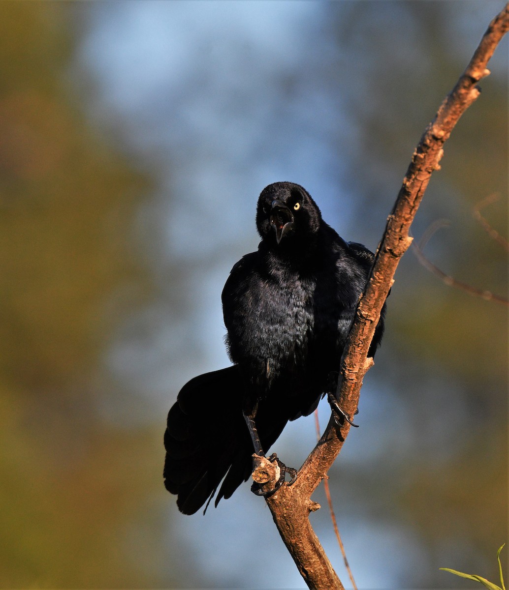 Great-tailed Grackle - ML324369701