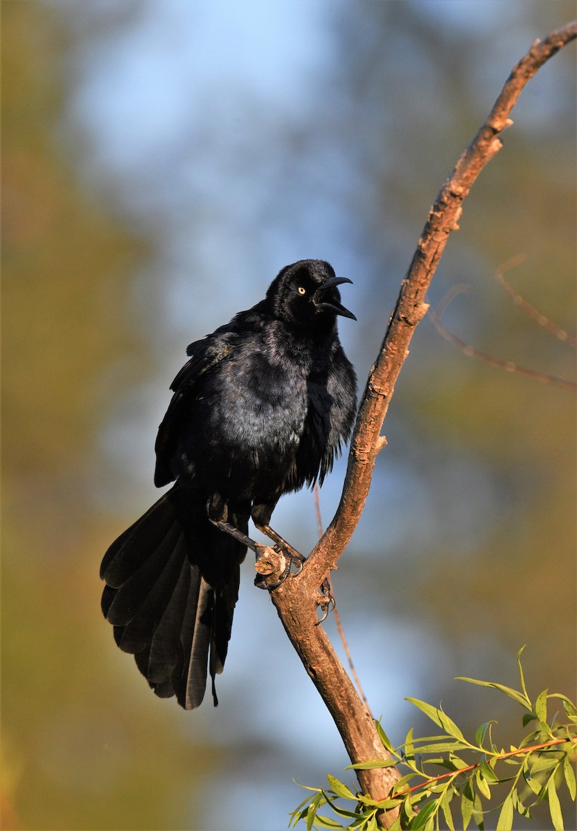 Great-tailed Grackle - Joshua French