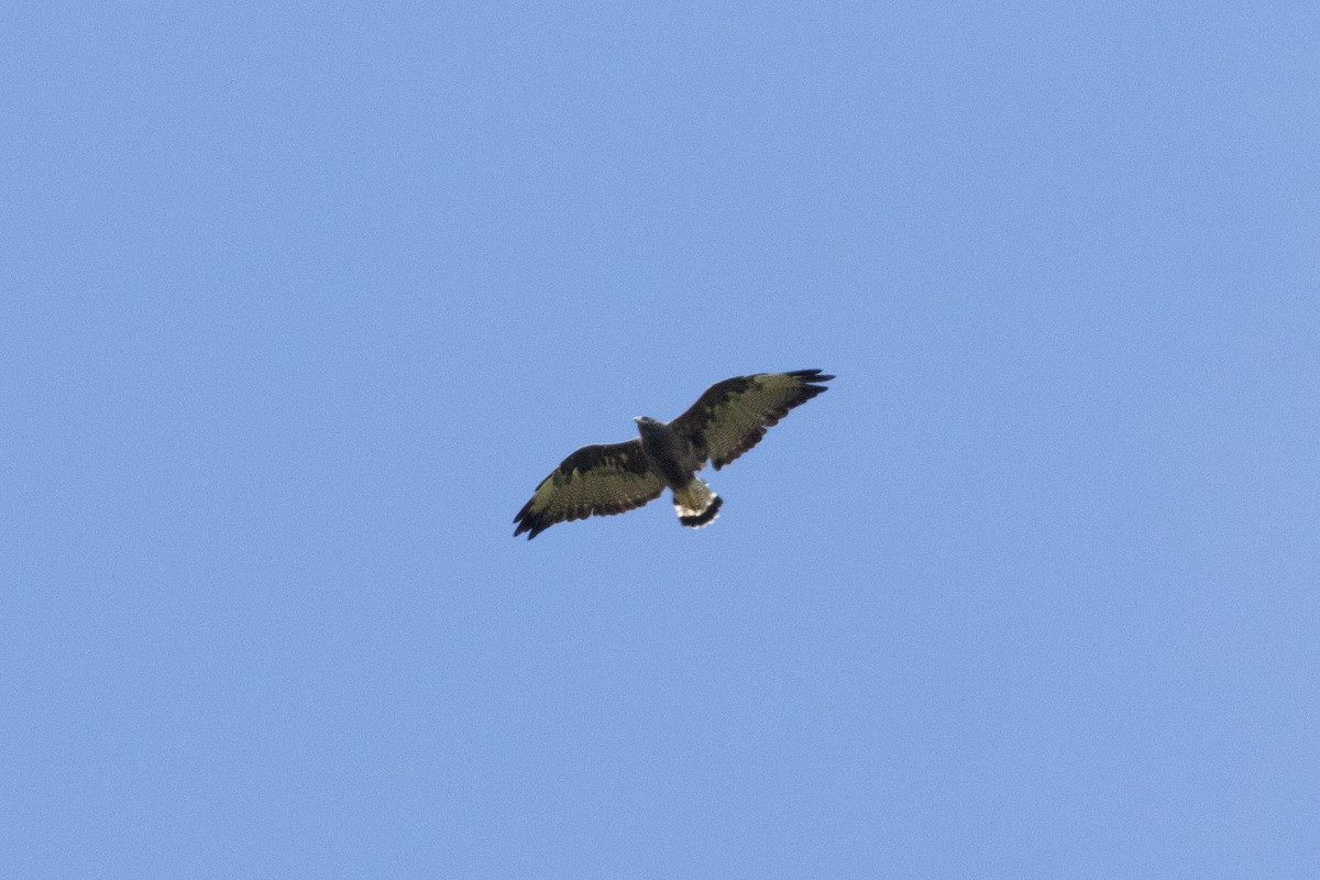 White-tailed Hawk - Thibaud Aronson